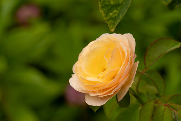 Beautiful rose yellow color in the garden.