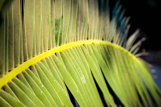 Date palm tree branch