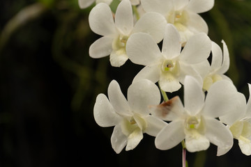 Orchid white color flower.