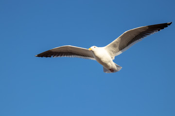 Obraz premium Bird Flying 