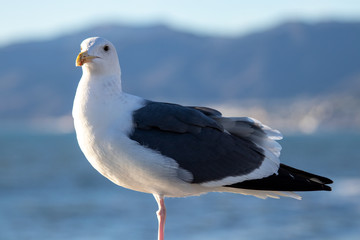 Bird Flying 