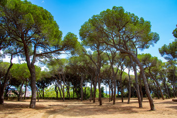 Fototapeta na wymiar trees in park