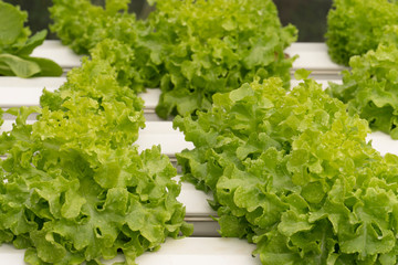 Fototapeta na wymiar Vegetable salad on the plot for planting non-toxic.