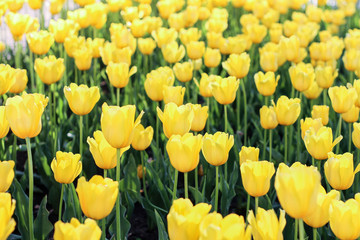 Yellow flowers. Tulips. It is a lot of flowers.