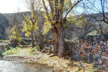 Obraz premium A path next to a stone wall in the Aragonese countryside hills, with bare trees, in a sunny autumn, next to Ortiz river in Monterde town, Spain