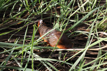 A close view of a brown viscid slug on green grass under the sun during autumn in the Spanish conutryside