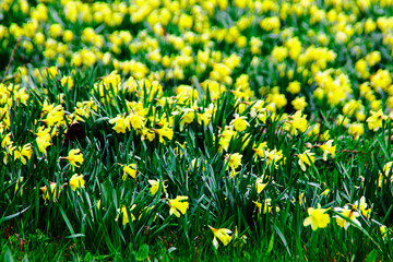 Yellow flowes © paola