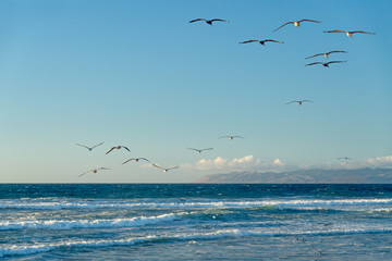 Blue sea and blue sky with flock of birds, Californian beach, Guadalupe Dunes National Wildlife Reserve