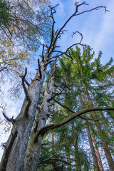 Torrakan mitt i skogen