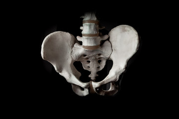 Pelvis human bone close up isolated on black background