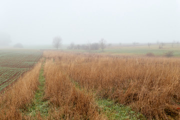Feld mit Trockengras im Nebel