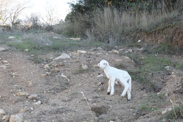 A recently birth lamb, with still the umbilical cord, looking for its mother sheep walking on grass in the mountains of Monterde, Aragon region, Spain