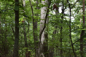 trees in the forest