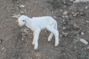 A recently birth lamb, with still the umbilical cord, looking for its mother sheep walking on grass...