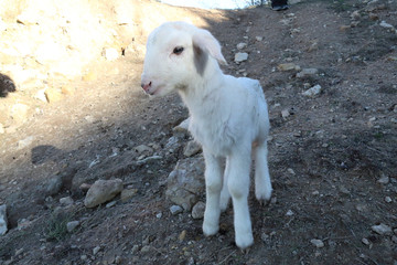 A recently birth lamb looking for its mother sheep walking on grass in the mountains of Monterde,...