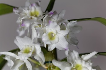  Dendrobium nobile orchid