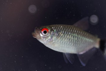Redeye tetra (Moenkhausia sanctaefilomenae)