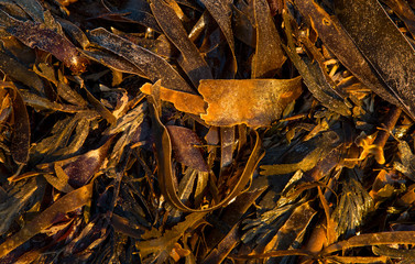 Frost on seaweed under early morning light