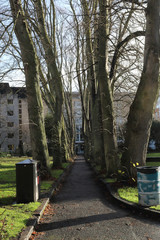 A paved street going through bare branches trees in a green lawn during a sunny winter day, in Temple Church, Bristol United Kingdom