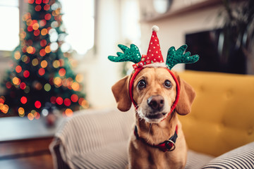 Dog wearing antlers sitting on the yellow sofa