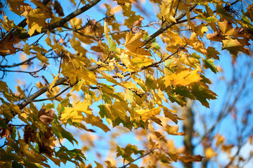 autumn colors