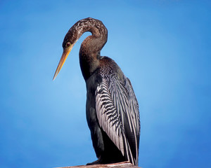 American anhinga (Anhinga anhinga) bird  or american needle duck perched on a branch, close up...