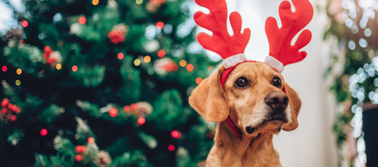 Dog with antlers sitting on the floor