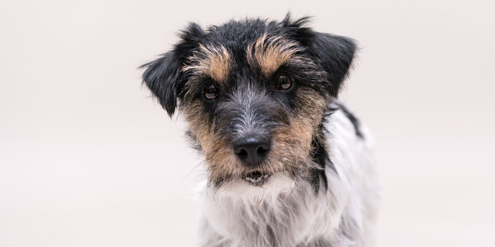 Jack Russell Terrier dog is posing on white background  isolated