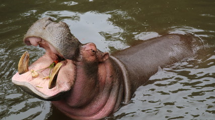 December 8, 2018 : Hippopotamus amphibius in Taman Safari, Bogor, West Java, Indonesia