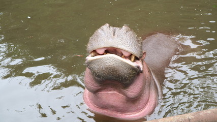 December 8, 2018 : Hippopotamus amphibius in Taman Safari, Bogor, West Java, Indonesia