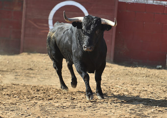 strong bull in spain