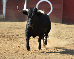 strong bull in spain