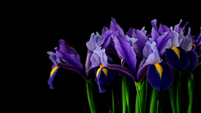 Bouquet violet fleur de lis on black background, Camera moves right. 4k