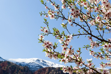 Almond blossom in the mountains of Armenia