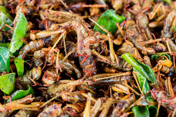 grasshopper fried or fried bug with kaffir lime leaf