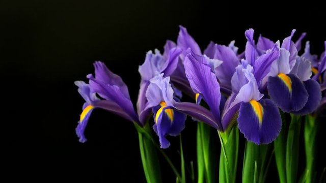 Bouquet violet fleur de lis on black background, Camera moves right. 4k