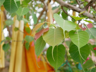 Close up of Bodhi tree's leafs with blurry Buddhist monks' robes in the background