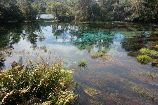 Reflections in the Crystal Clear Waters of Te Waikoropupu Springs, Golden Bay, South Island, New Zealand
