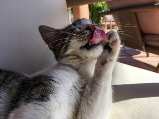 Yound Tabby Cat Cleaning with Paws and Tongue White and striped fur pink and black paw pads