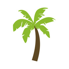 Beach palm tree