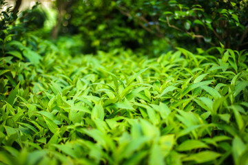 Green grass natural background texture, Close-up on a green lawn.