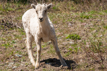 small baby mountain goat 