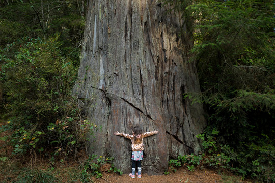 Kids Hiking at Lady Bird Johnson Grove Trail California Redwoods