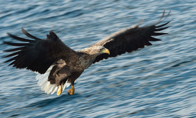 Adult White-tailed eagle fishing. Blue Ocean Background. Scientific name: Haliaeetus albicilla, also known as the ern, erne, gray eagle, Eurasian sea eagle and white-tailed sea-eagle. Natural habitat