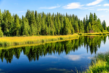 Fototapeta na wymiar Mirrored Trees and Grass in lake