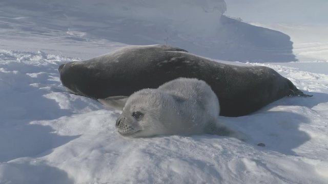 Baby, Adult Weddell Seal Family in Antarctica Close-up Snow Landscape. Puppy Polar Animal Playing Behavior with Mother on Antarctic Frozen Surface. Wild Untouched Nature. Footage shot in 4K (UHD).