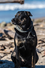 Patient mixed breed dog waiting on the beach while his friend is out in the ocean surfing