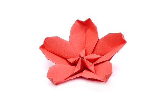 Origami : Japanese  Sakura flowers. Isolated on white background (or Red Plum blossom for Chinese New Year )