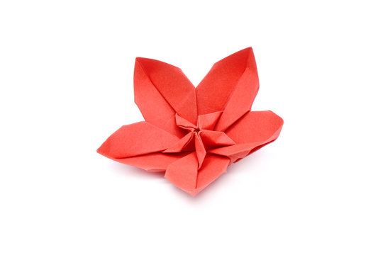 Origami : Red Plum blossom for Chinese New Year / or Japanese  Sakura flowers. Isolated on white background