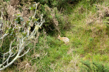 Feral Rabbit In Pest Control Poisoning Area 